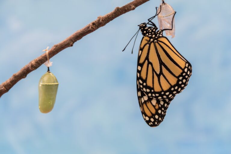 Monarch Butterfly emerges from Chrysalis dries wings blue background